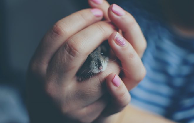 125 Cute Names for Girl Hamster