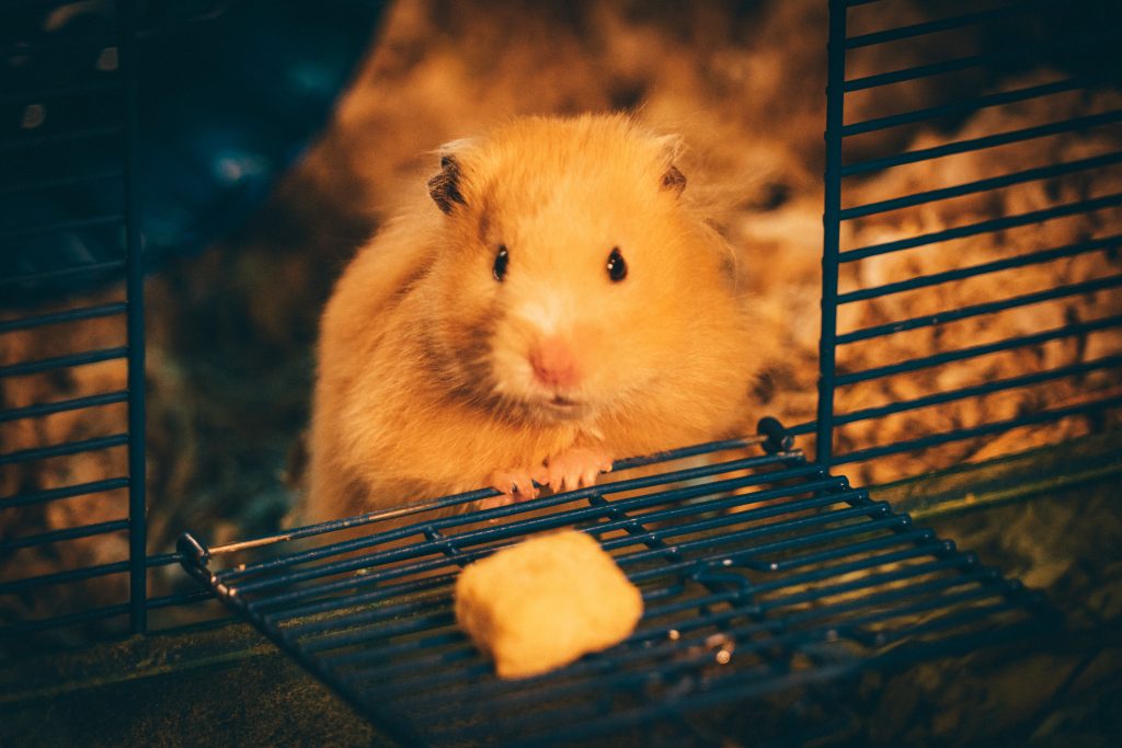 Can hamsters eat cheese