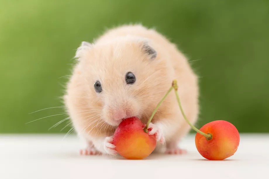 Can hamsters eat grapes What about other fruits, like apples, strawberries, and watermelon