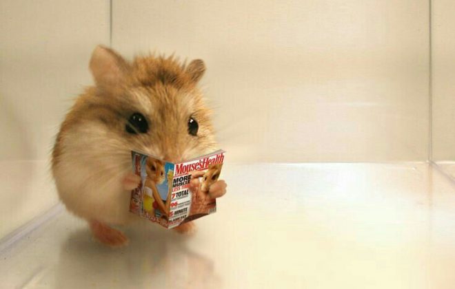 Things You Need to Know Before Getting a Pet Hamster