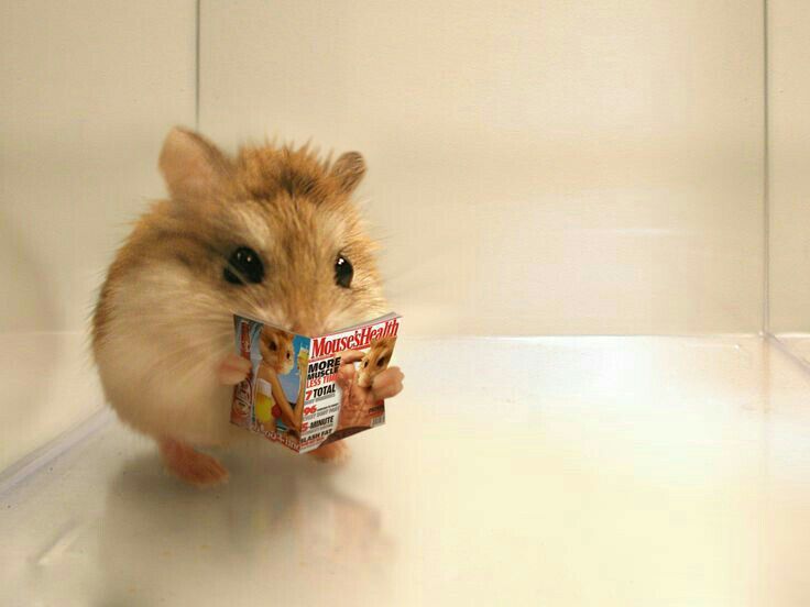 Things You Need to Know Before Getting a Pet Hamster