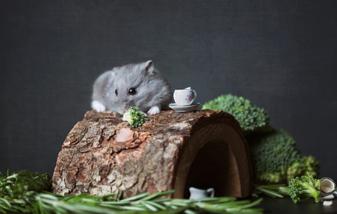 What do hamster eat? - The Hamster Food Guide
