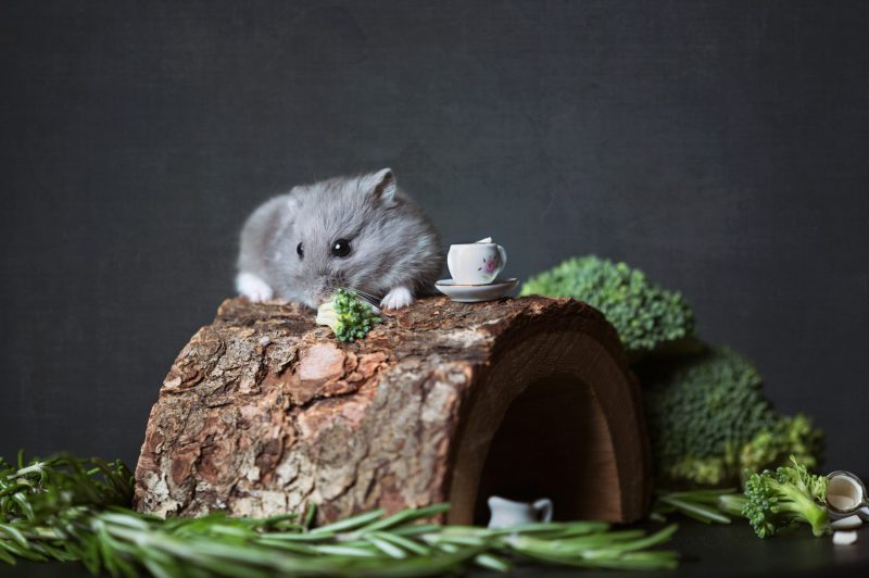 What do hamster eat? - The Hamster Food Guide