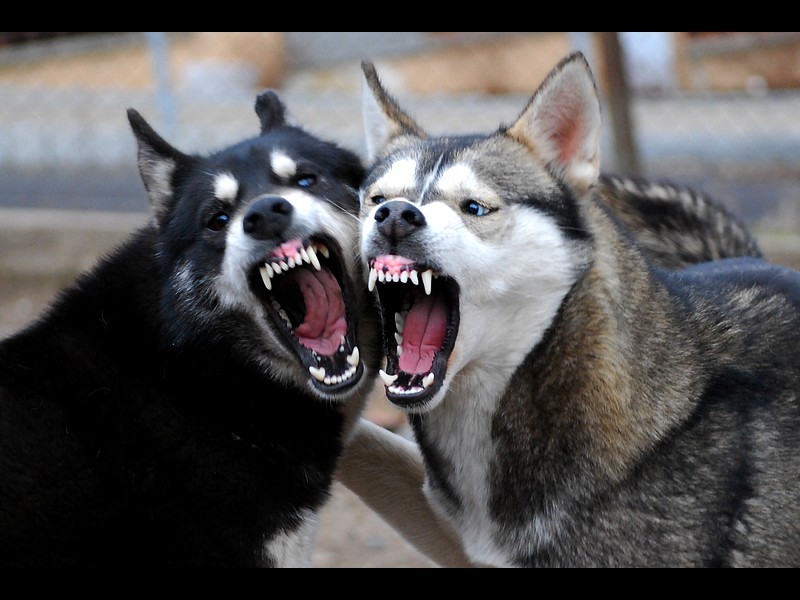 How to prevent your husky from being aggressive or dangerous