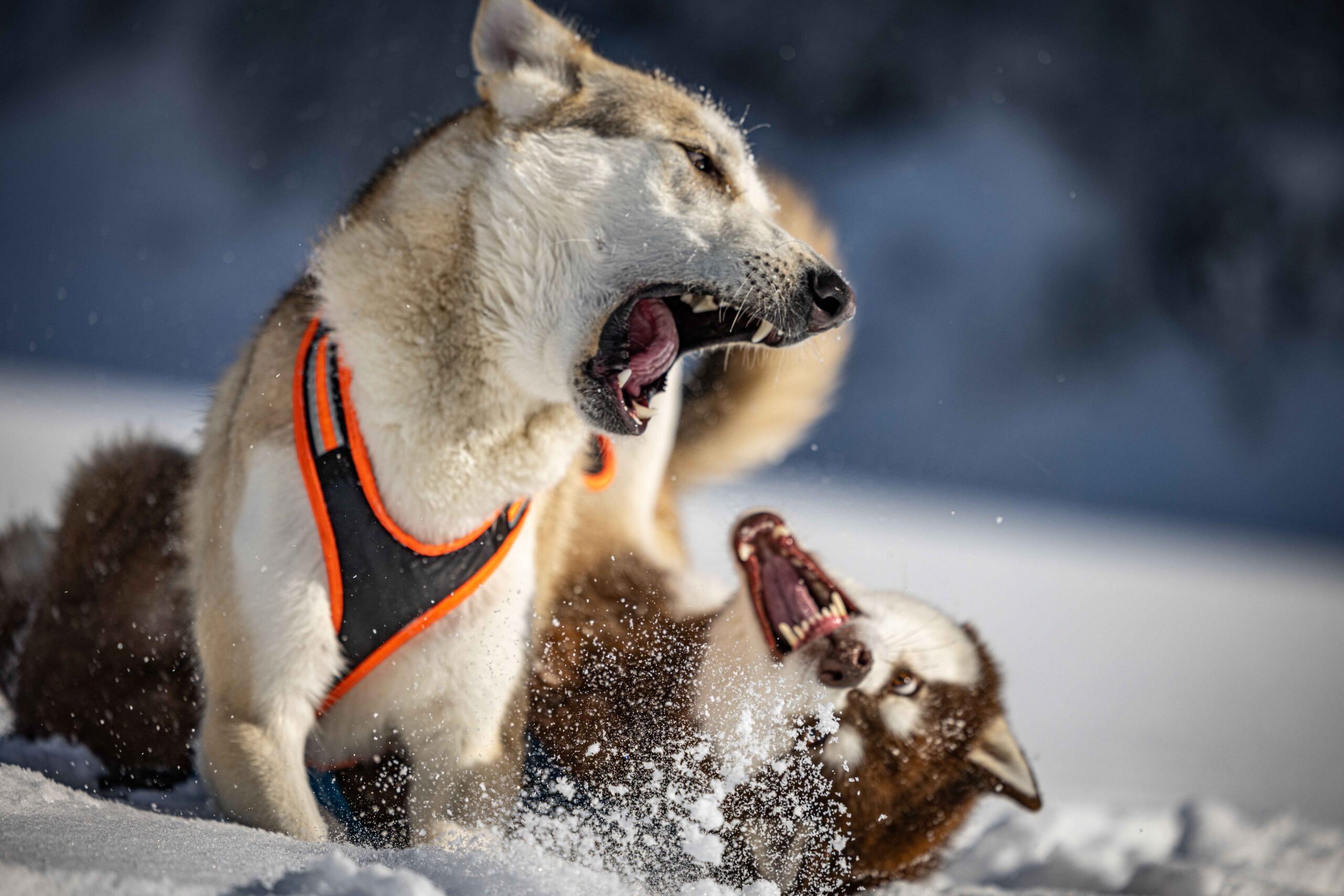 two husky dogs playing in snow showing teeth not aggression behavior