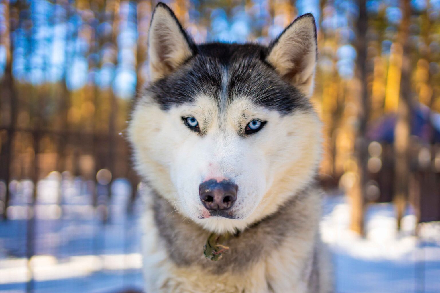 Siberian Husky close-up with blue eyes outdoors in snowy forest