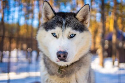 Siberian Husky close-up with blue eyes outdoors in snowy forest