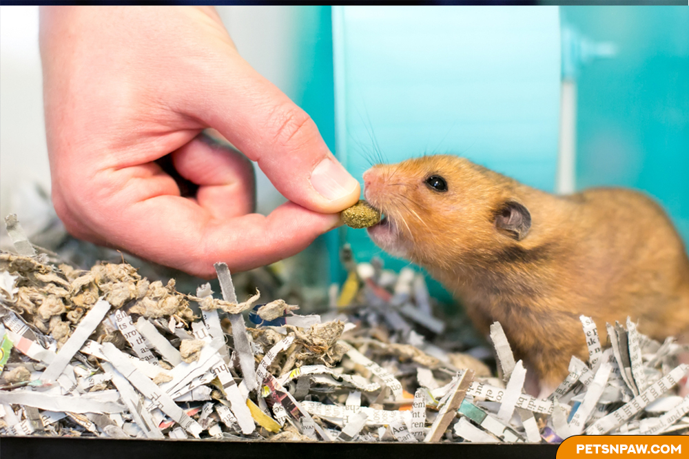 Best hamsters treat