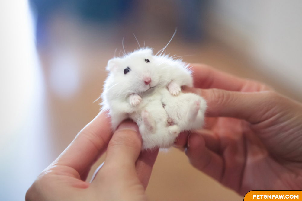 What Is The Proper Way To Hold a Hamster - Pets and Paws