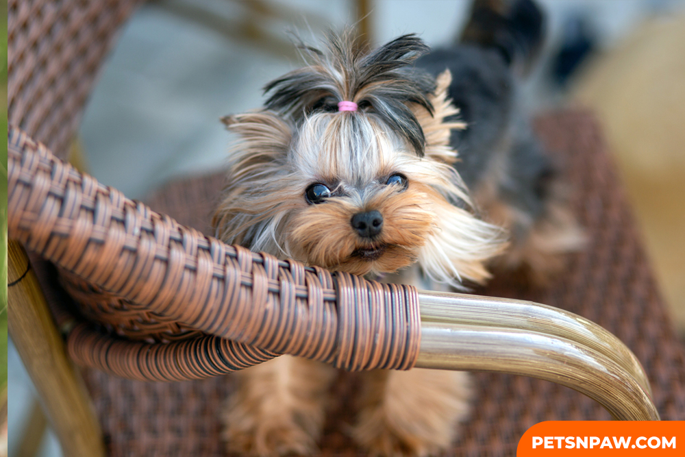 YORKIPOOs ARE A FASHION-READY.