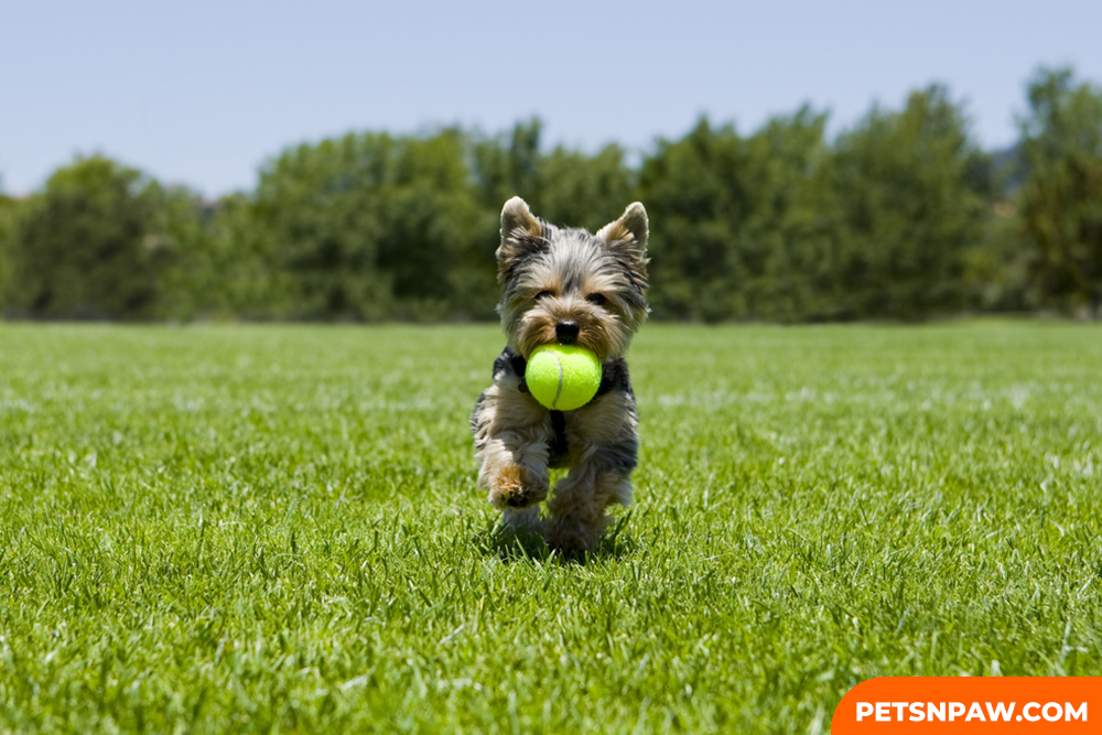 YORKIPOOS ARE QUICK LEARNERS AND TRAINING THEM IS SO SIMPLE