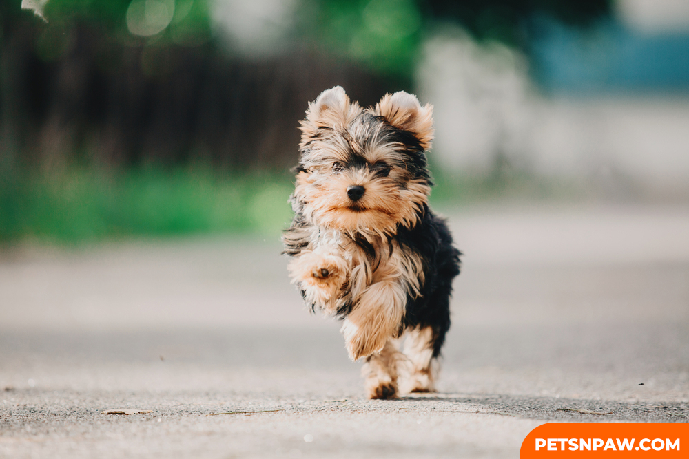 YORKIPOO CAN LIVE UP TO 15 YEARS.