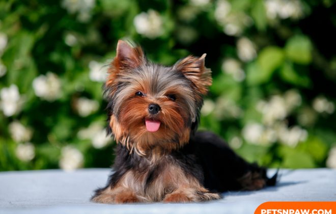 Yorkipoos Breed - 6 things you need to know