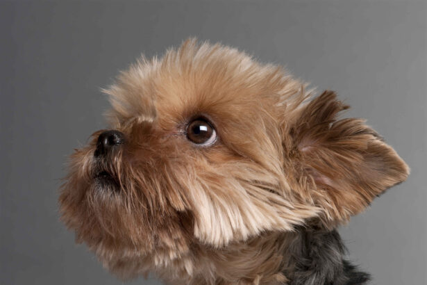 Yorkipoo dog close-up looking up gray background
