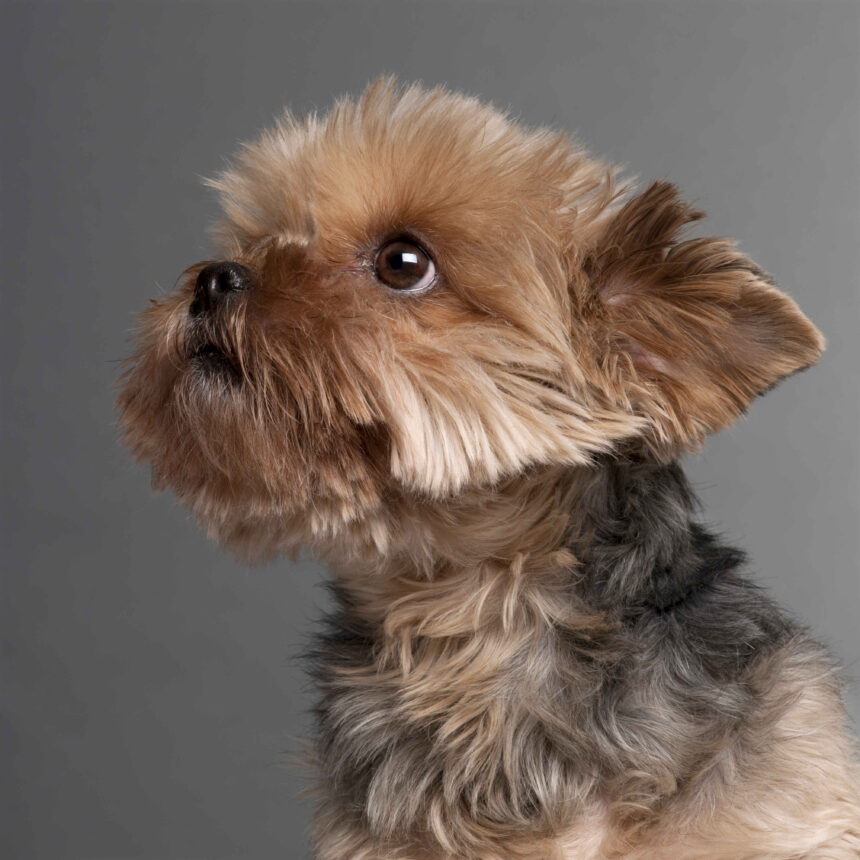 Yorkipoo dog close-up looking up gray background