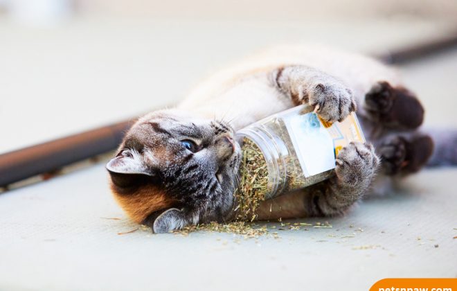 The Catnip Spell & What Does It Do To Cats