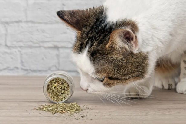 Cat sniffing dried catnip spilled from a small glass jar on a wooden surface