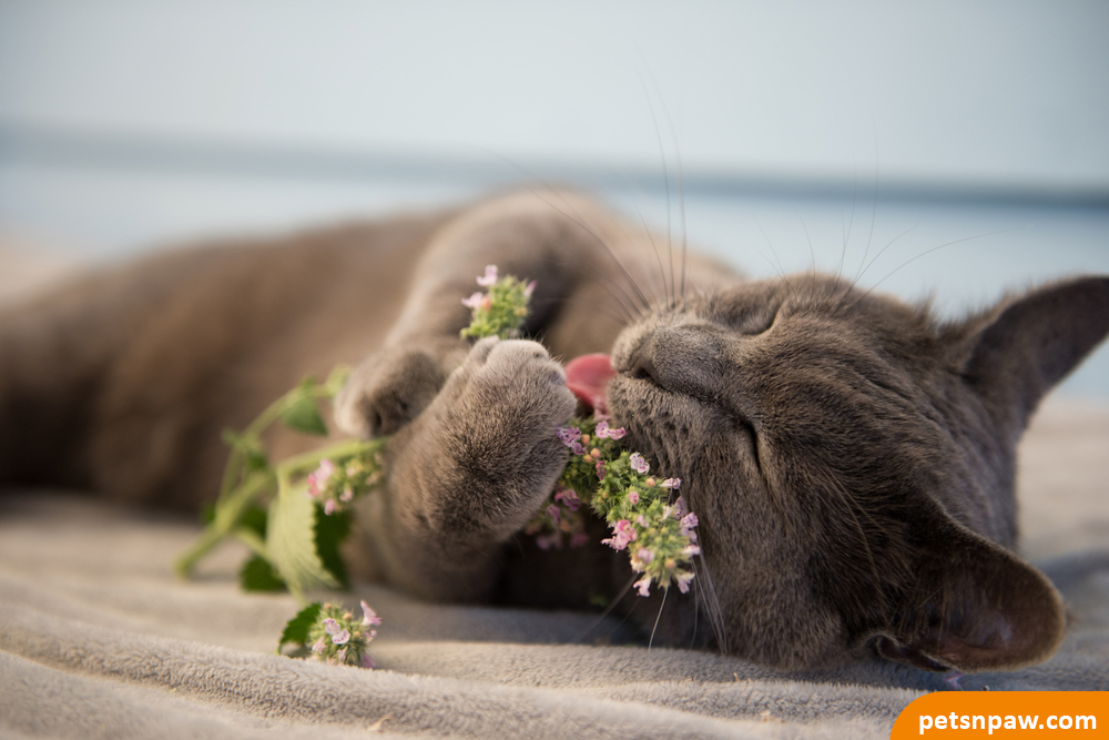 Catnip Smelling or Eating?