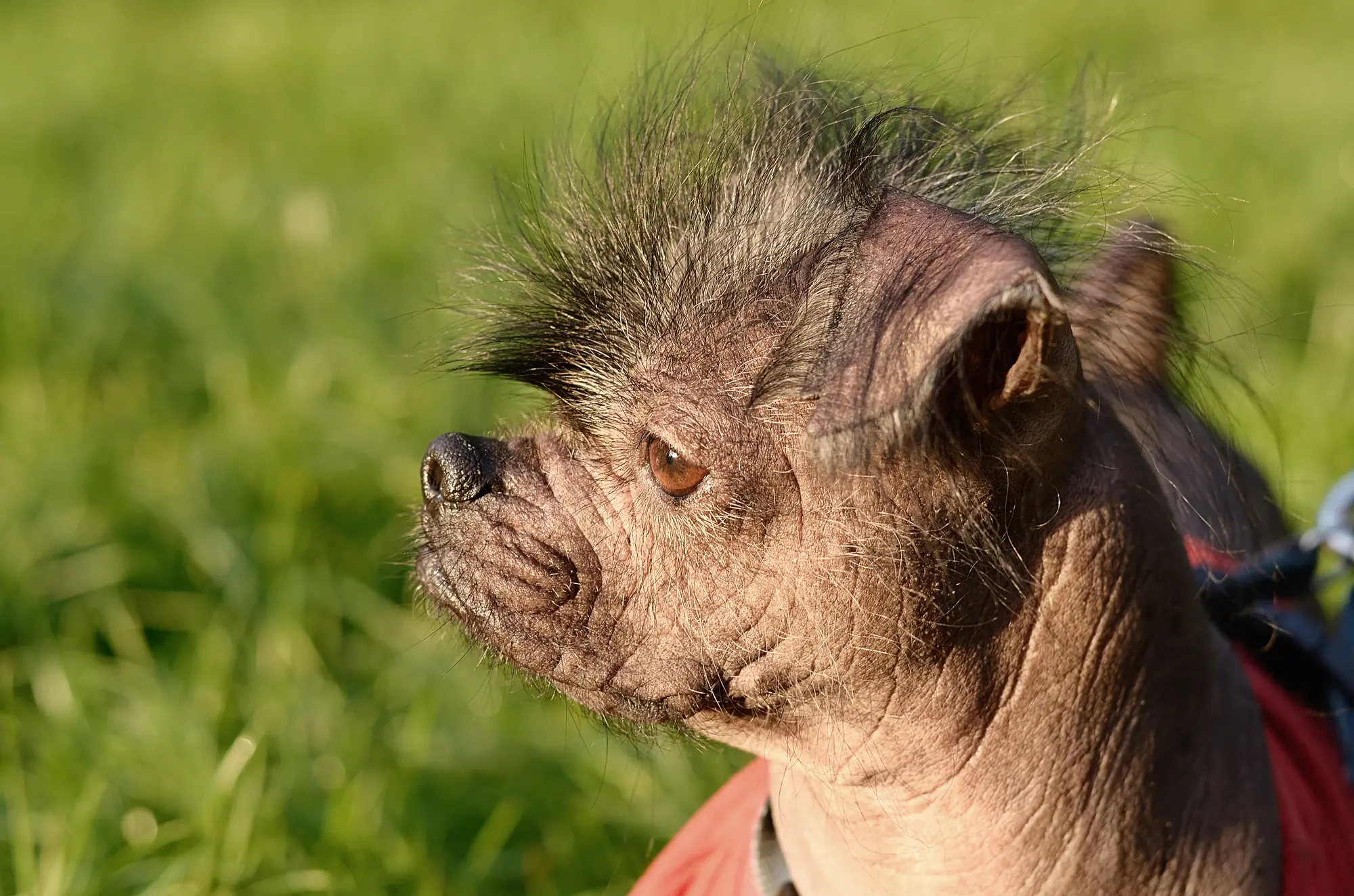 Chinese Crested dog hairless unique rare breed close-up