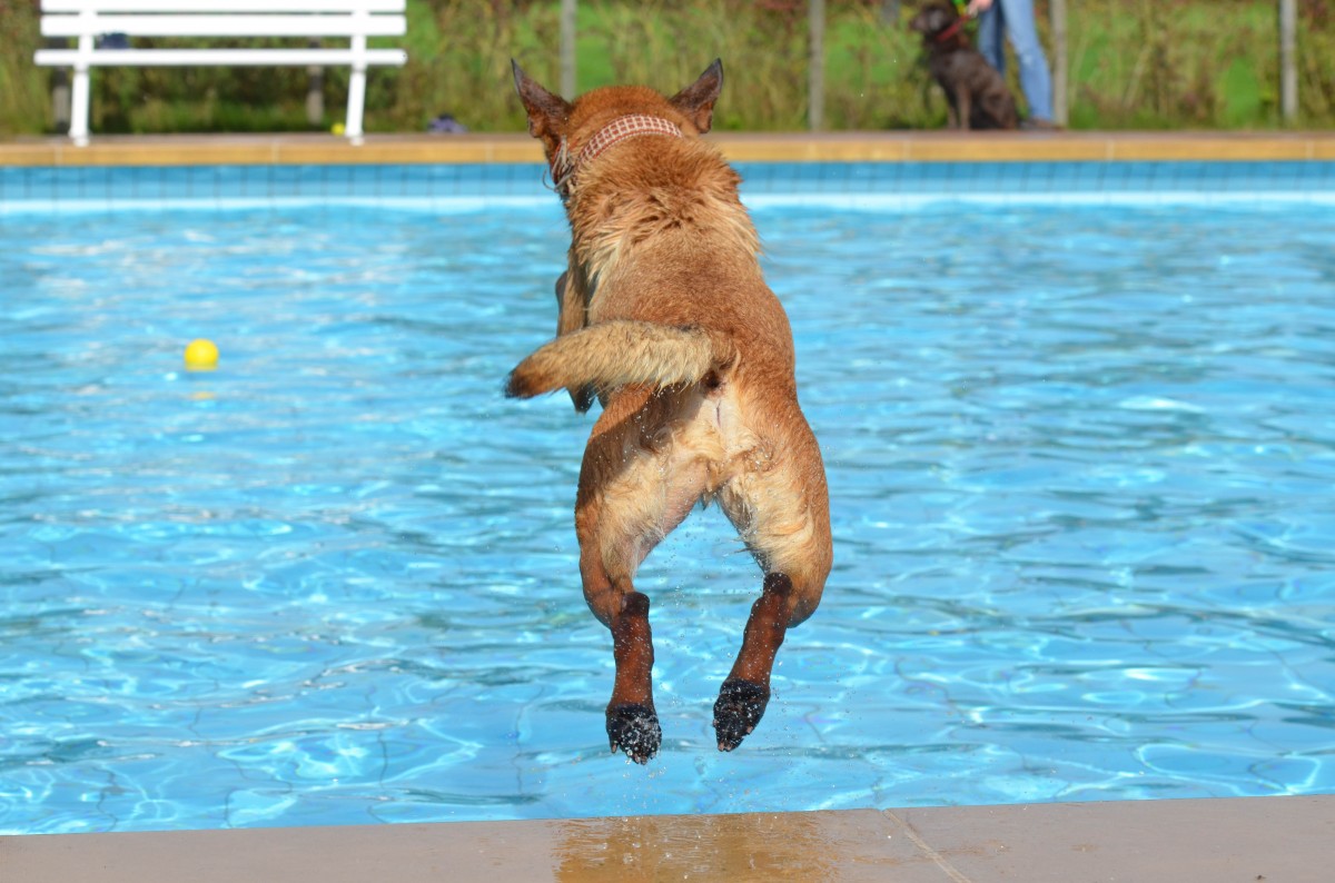 How to Get Your Dog into the Pool
