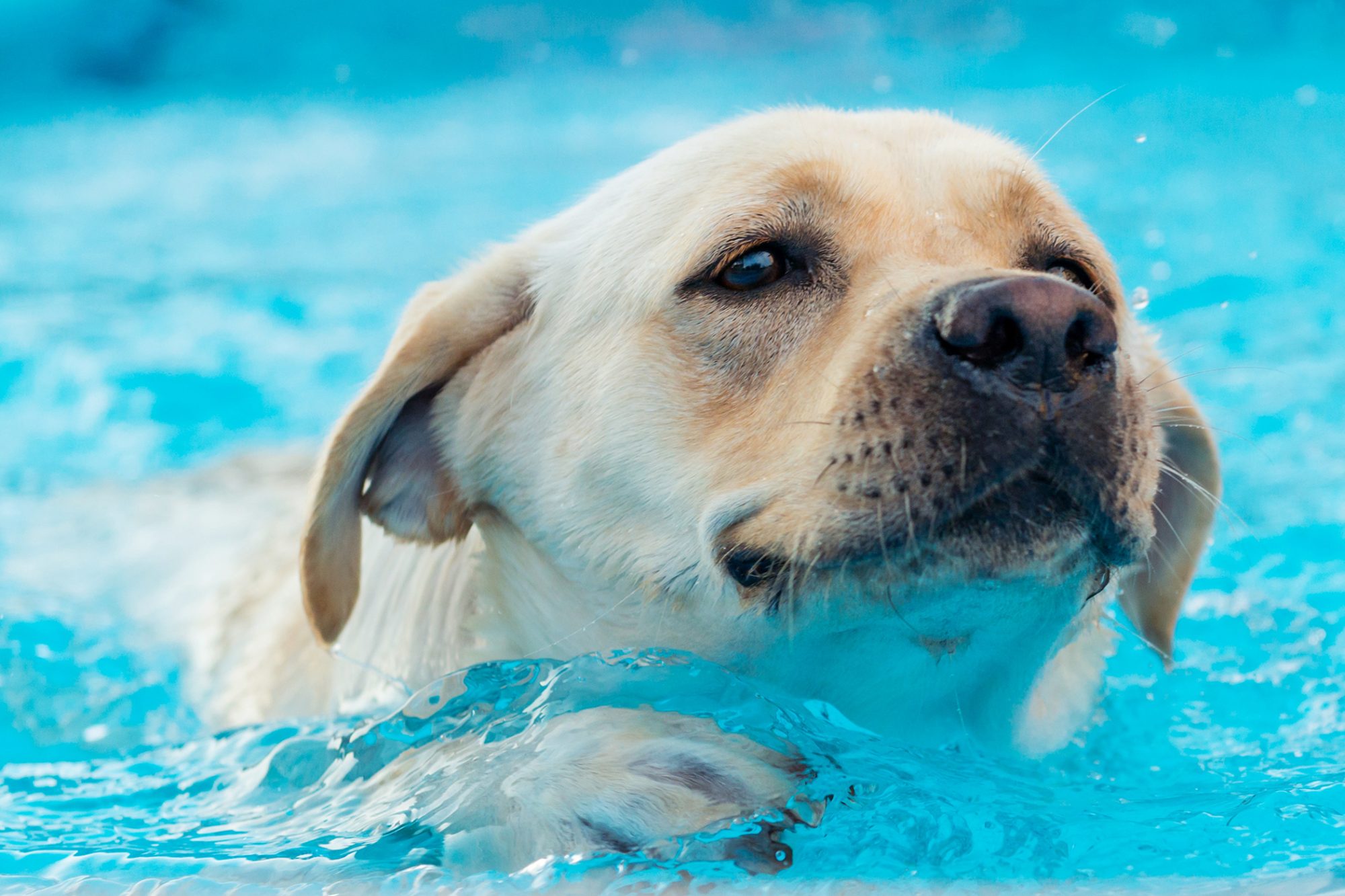 Is your pool water safe enough for your dog