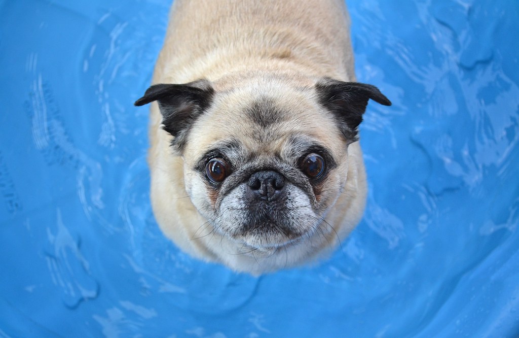Swimming Pool Advices for Dog’s Safety