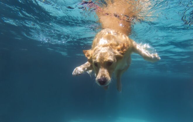 Why you should train your dog  to swim