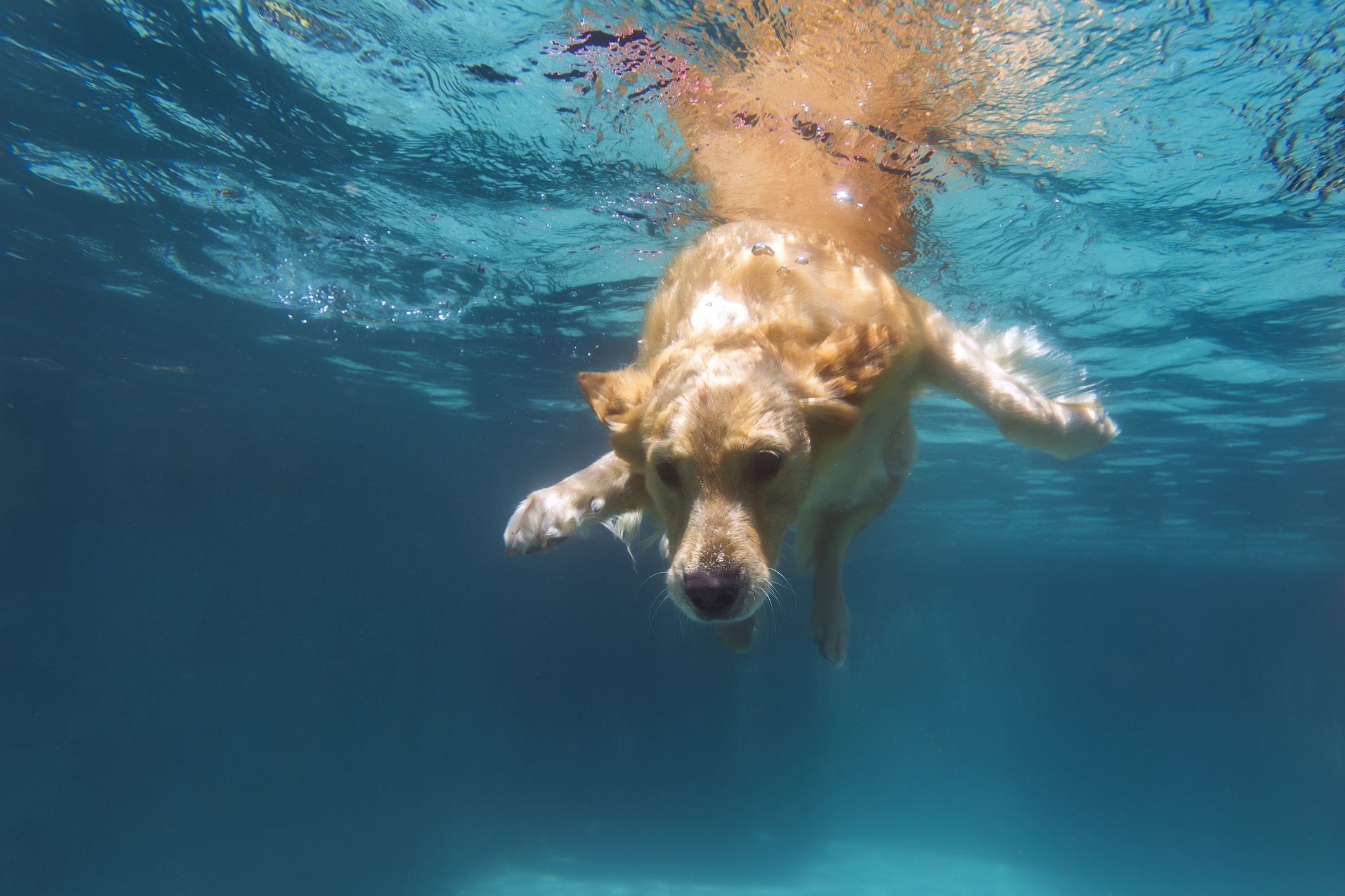 Why you should train your dog  to swim