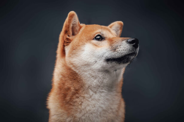 Shiba Inu dog close-up portrait alert expression