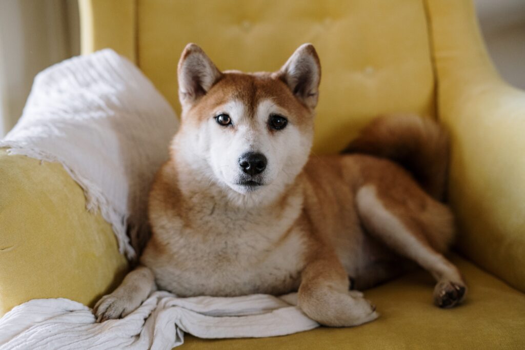 Shiba Inu: The Loyal and Adorable Dog Breed