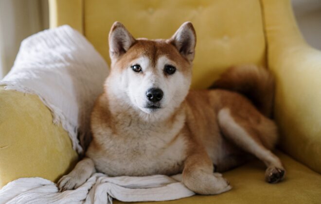 Shiba Inu: The Loyal and Adorable Dog Breed