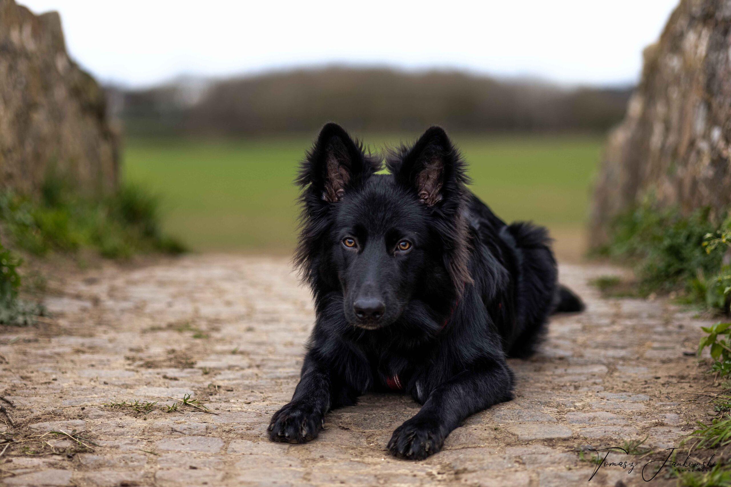 black German Shepherd lying down alert outdoor portrait