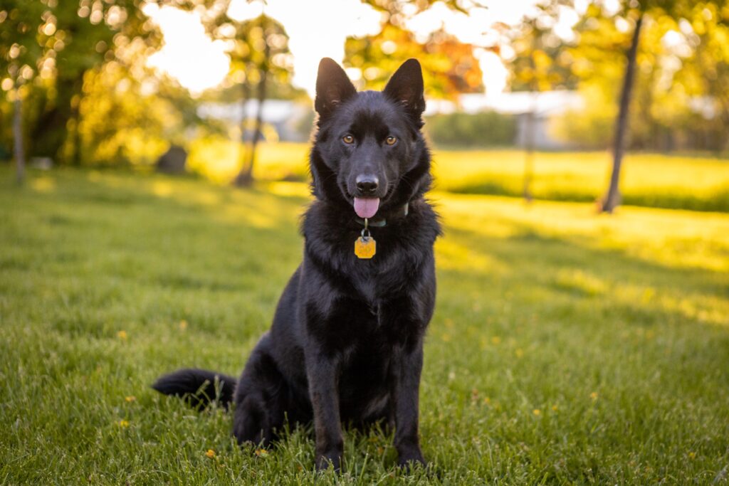 Black German Shepherd