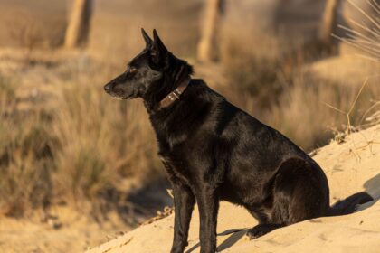 black German Shepherd dog sitting alert outdoors sand