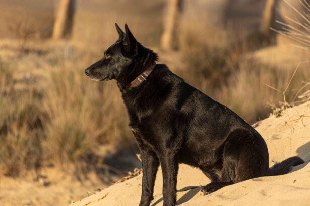 black German Shepherd dog sitting alert outdoors sand