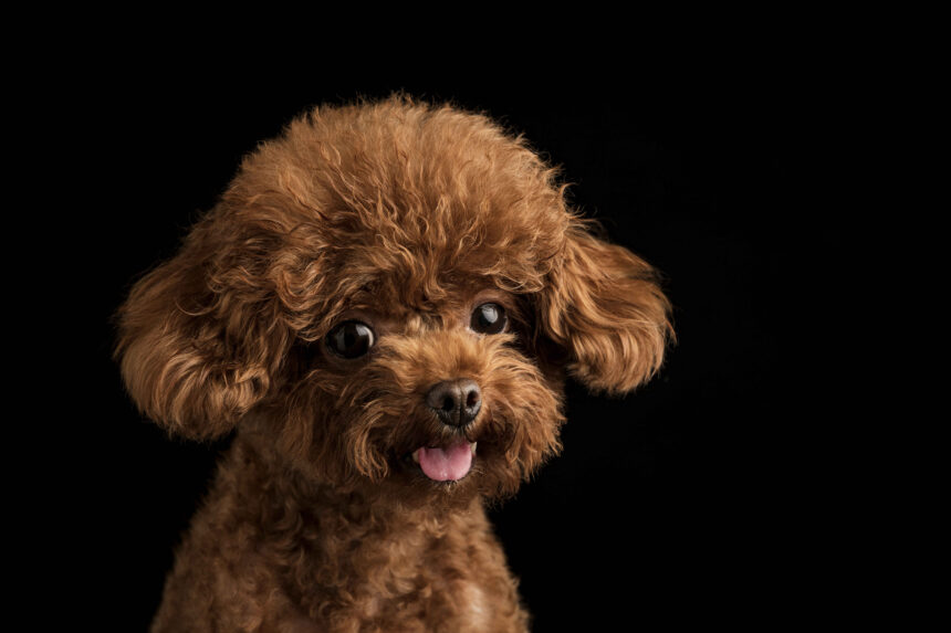 brown toy poodle puppy close-up curly coat portrait