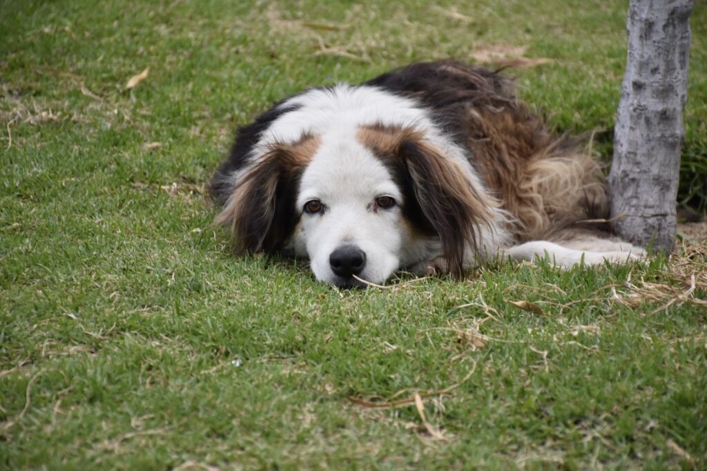 Cognitive Dysfunction Syndrome (CDS) in dogs