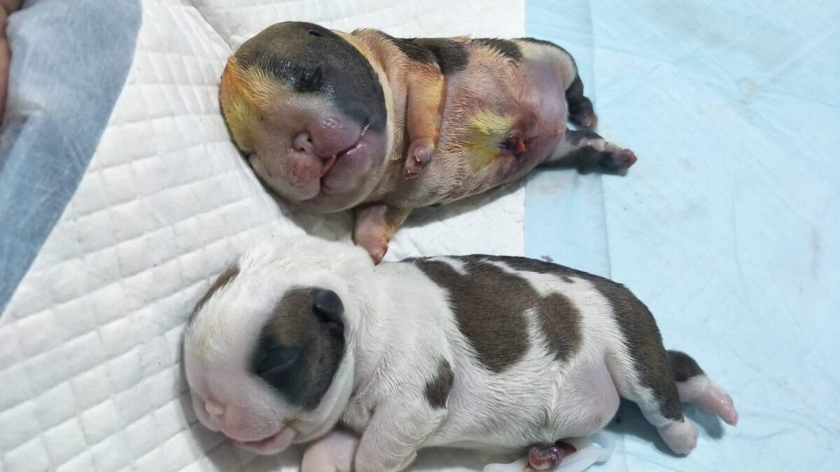 Treating Water Puppy Syndrome in Newborn Puppies