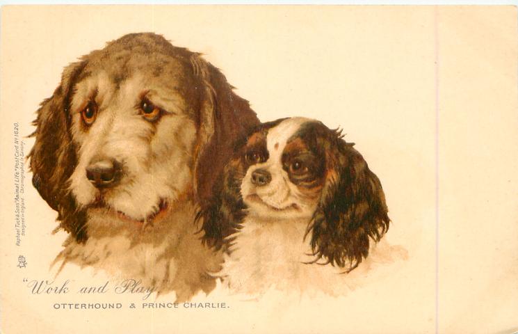 History of Otterhound Puppies