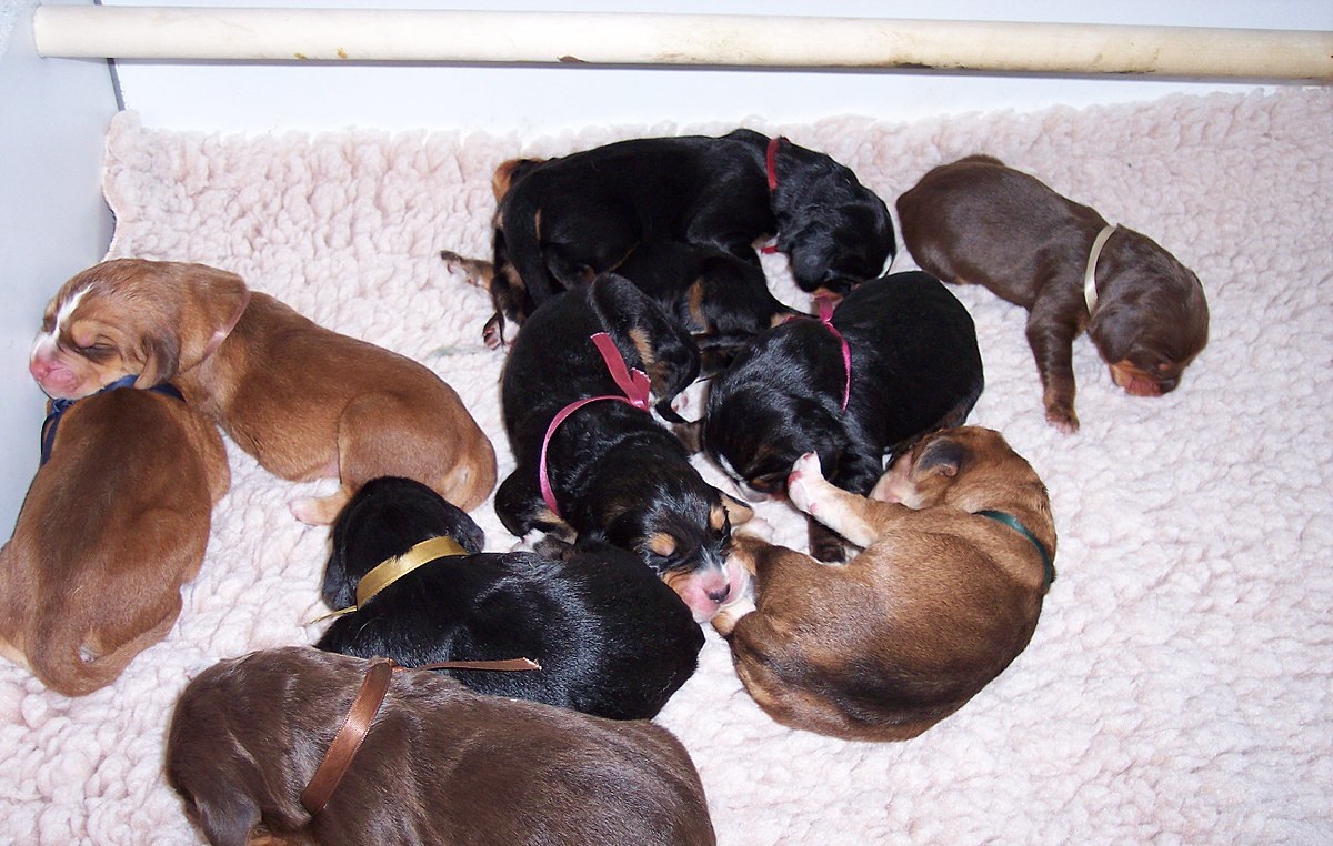 How to get Otterhound puppies