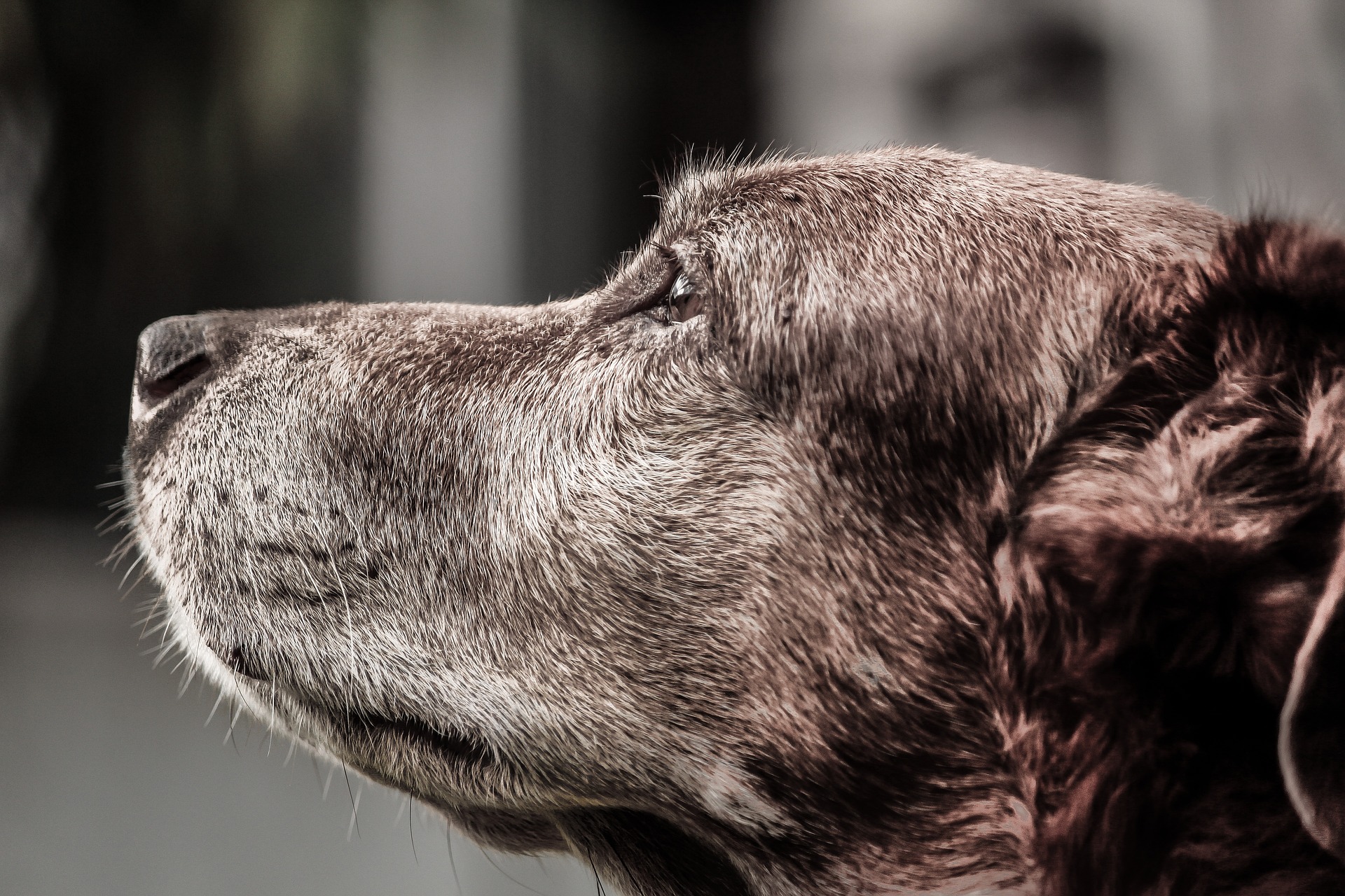 Symptoms of Cognitive Dysfunction Syndrome in Dogs
