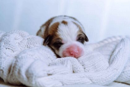 newborn puppy eyes closed pink nose lying on blanket