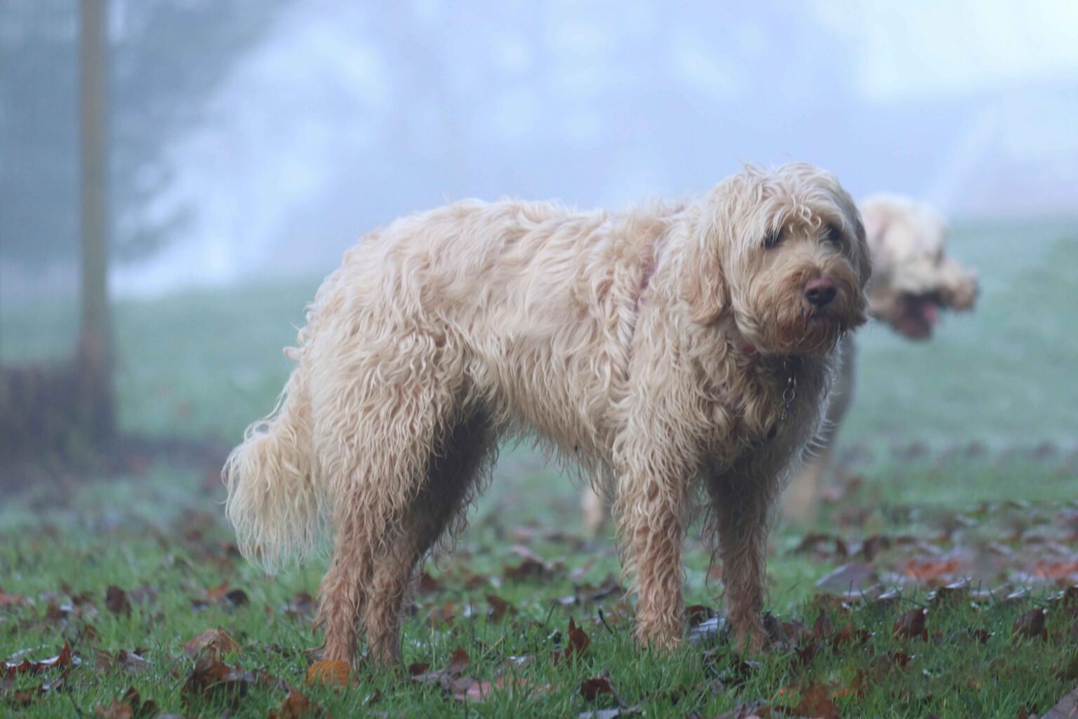 Otterhound dog standing in a foggy field with shaggy coat and webbed feet