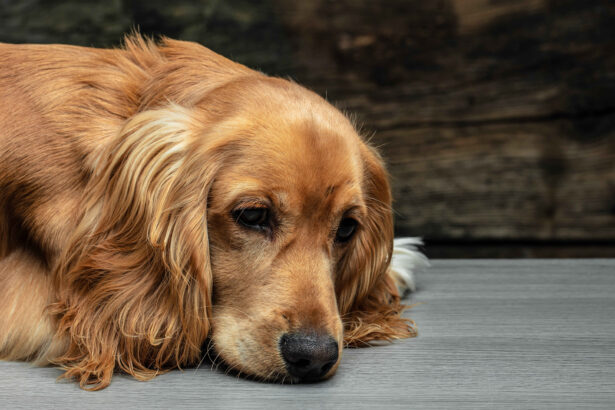 senior dog lying down appearing tired possible cognitive dysfunction symptoms
