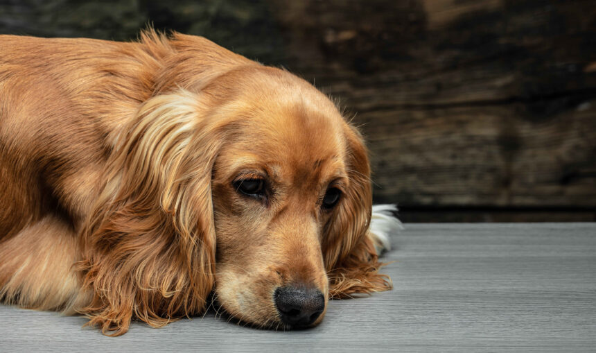 senior dog lying down appearing tired possible cognitive dysfunction symptoms