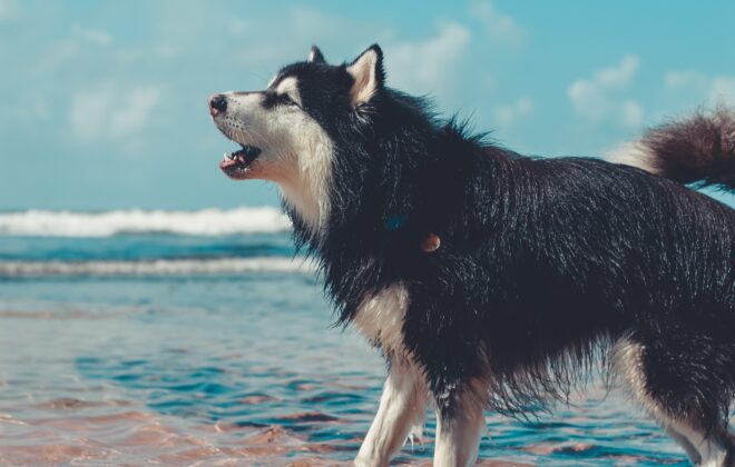 How husky barks, howls, and yowls? – With Videos