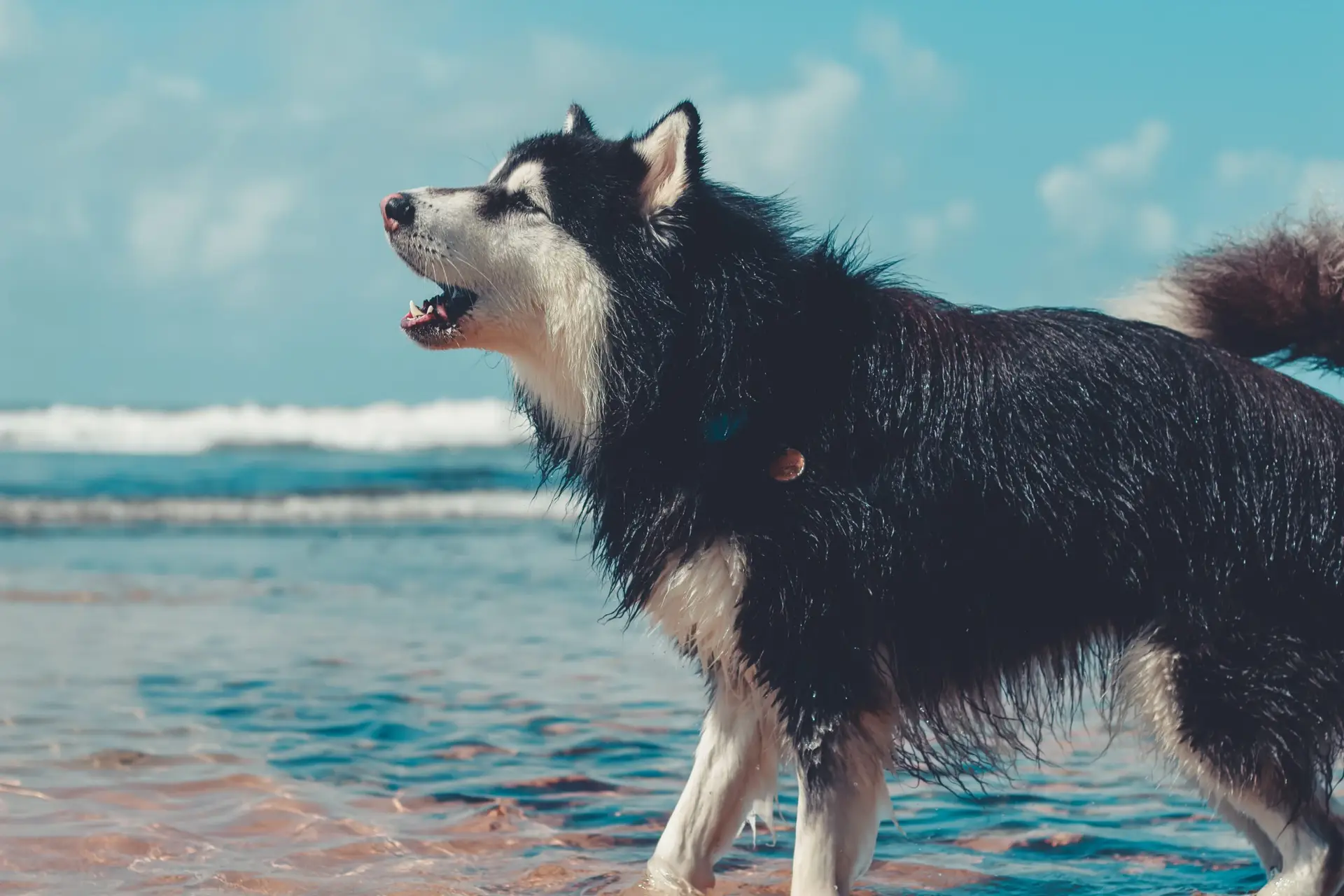 How husky barks, howls, and yowls? – With Videos