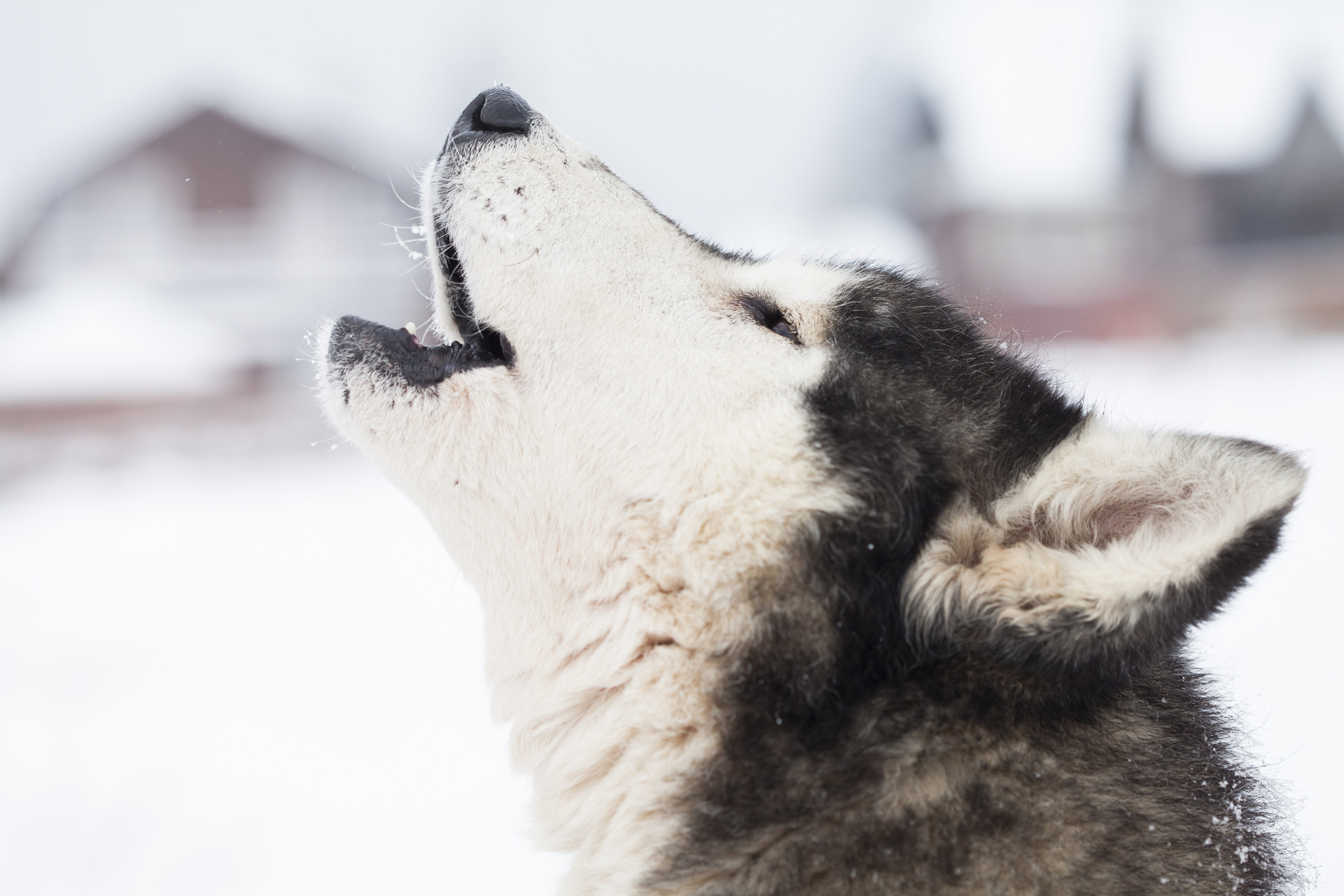 Why Huskies Howl, Bark, and Yowl: Decoding the "Singing Dog" 2 Siberian Husky waiting to start the ride in the snow