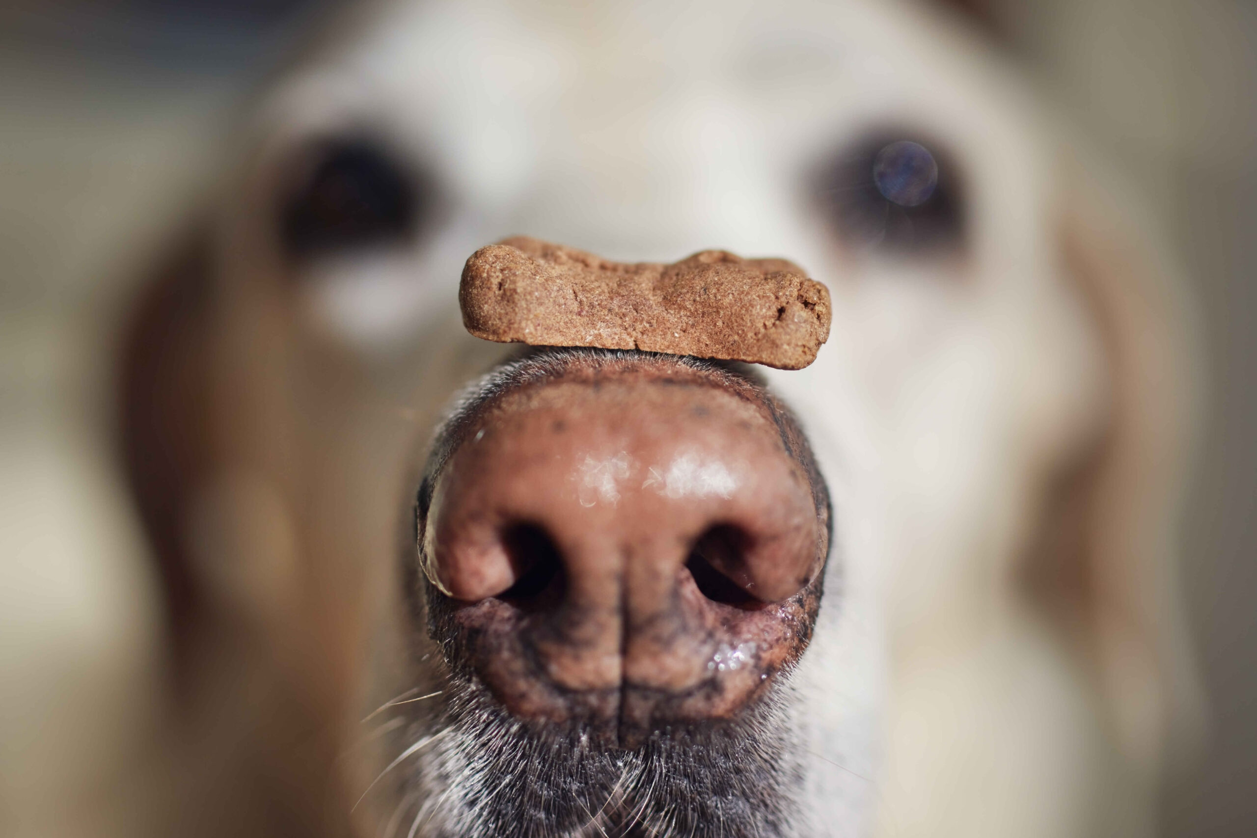 Close-up of a dog balancing a treat on its nose before eating