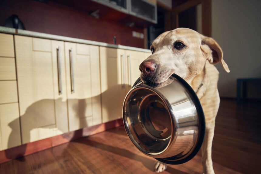 Dog holding empty bowl asking for food feeding routine habits